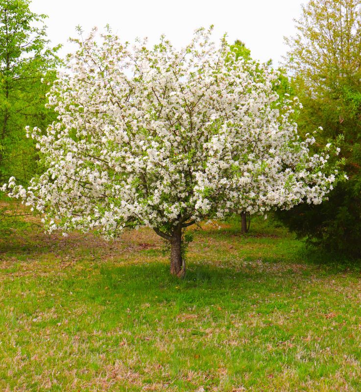 Dogwood Tree Removal in San Jose, CA