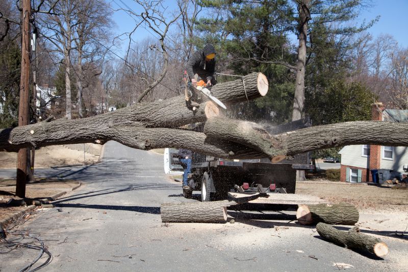 Elm Tree Removal in Duluth, MN