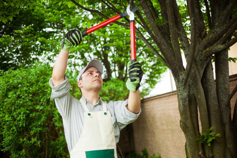 Pear Tree Pruning in Reno, NV