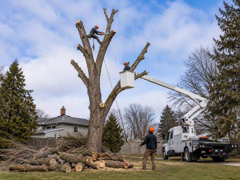 Tree Removal Service in Bucks County, PA