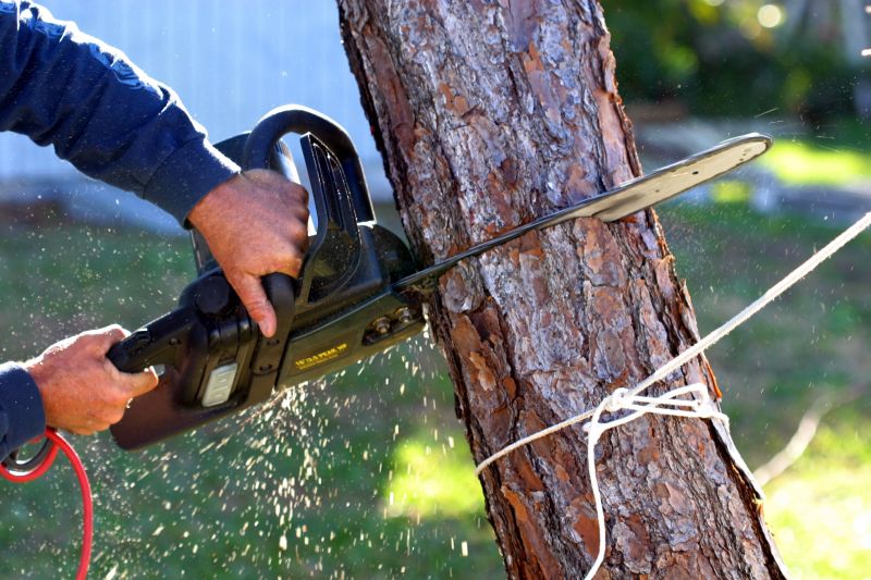 Birch Tree Removal in Montgomery County, PA