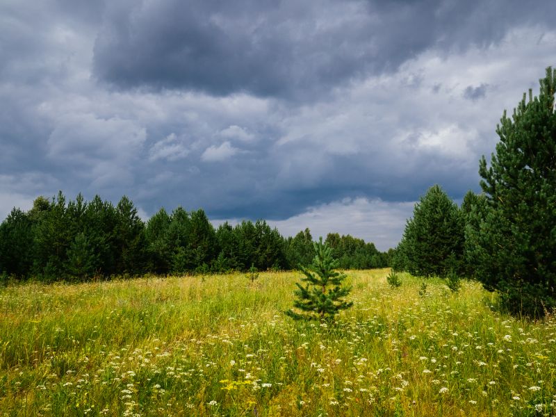 Bushes Clearing in Gwinnett County, GA