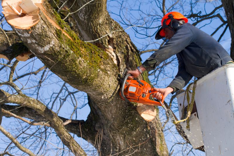 Cherry Tree Removal in Duluth, MN