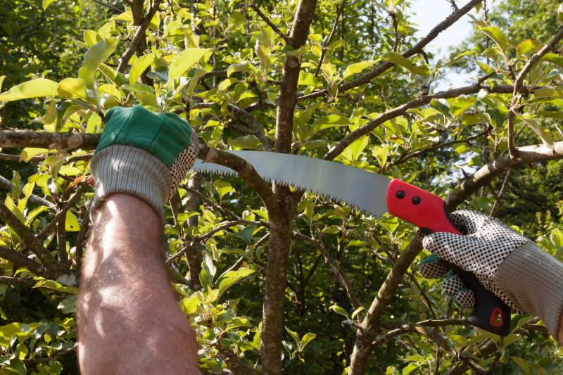 Elm Tree Removal in Reno, NV