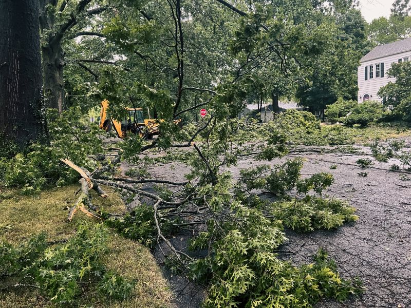 Tree Blocking Driveway