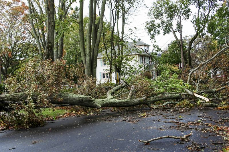 Storm-Damaged Tree