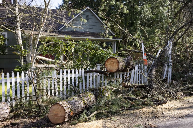 Fallen Tree on Roof