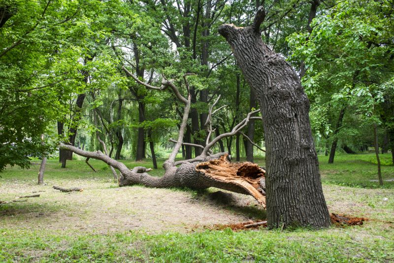 Roadside Fallen Tree
