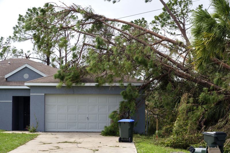 Uprooted Tree in Yard