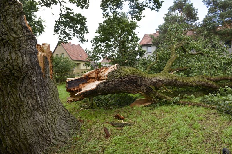 Fallen Tree Removal in Duluth, MN