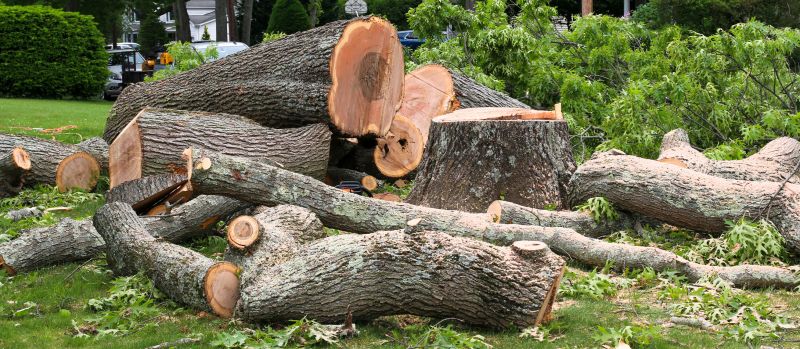 Fallen Tree Removal in Duluth, MN