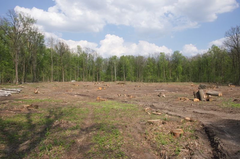 Forestry Clearing in Marietta, GA