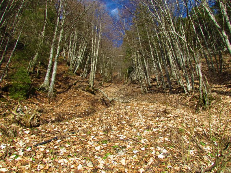 Maple Tree Removal in Montgomery County, PA