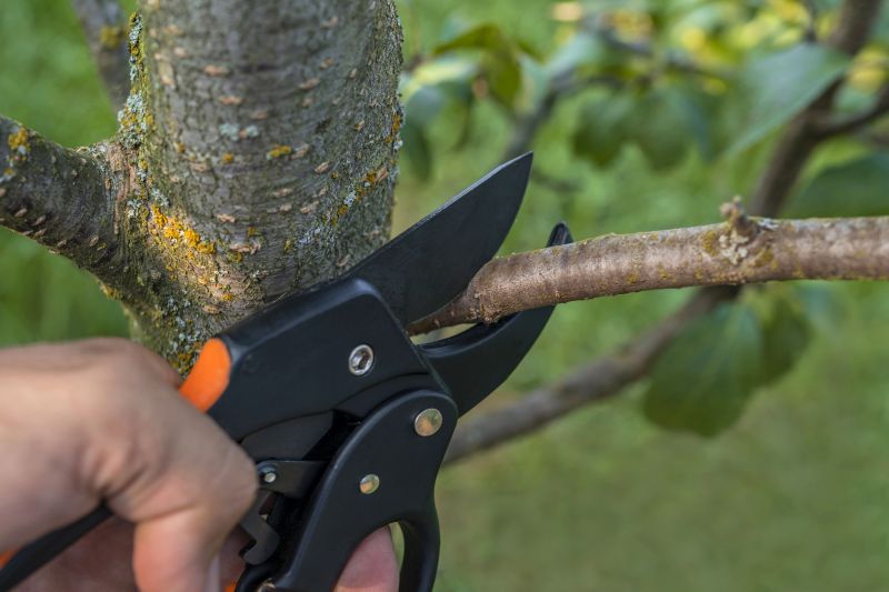 Mimosa Tree Removal in Montgomery County, PA
