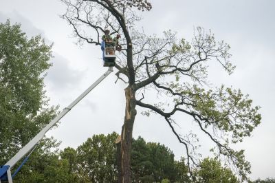 Products For Small Tree Removals in use