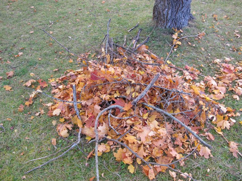 Fall Tree Removal