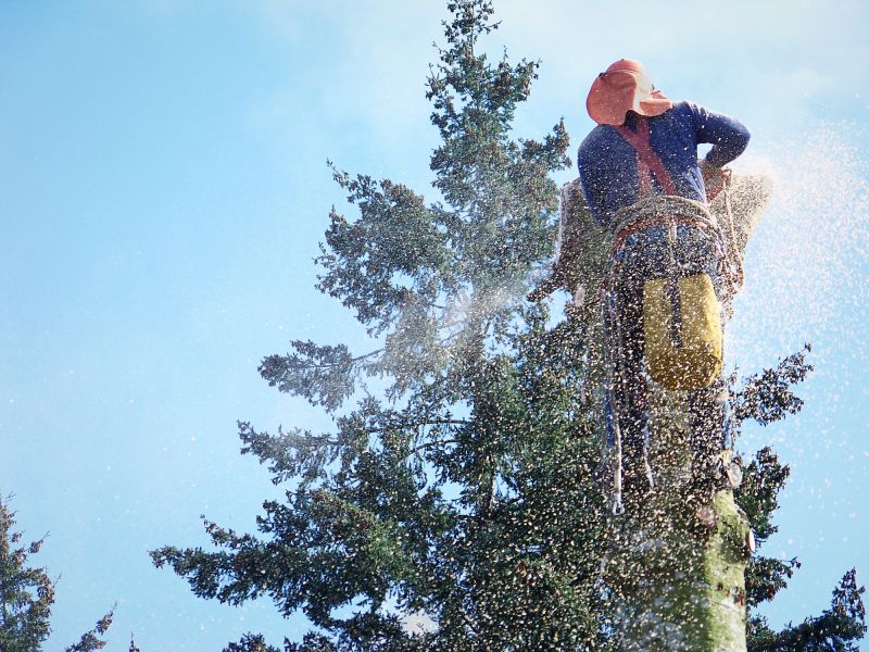 Spruce Tree Removal in Duluth, MN