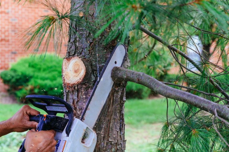 Tree Limbs Removal in Reno, NV