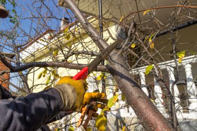 Tree Pruning in Reno, NV