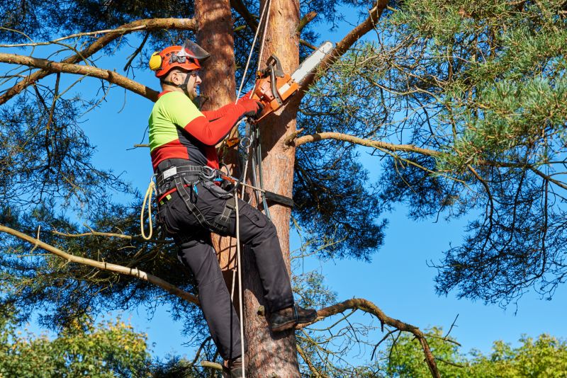 Local Tree Services